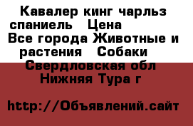 Кавалер кинг чарльз спаниель › Цена ­ 40 000 - Все города Животные и растения » Собаки   . Свердловская обл.,Нижняя Тура г.